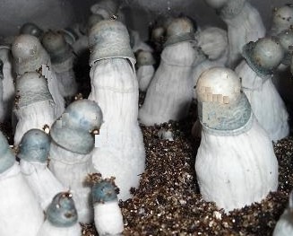 Albino Penis Envy Spore Syringe